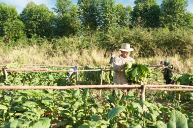 Vinales yakın tütün alanında Küba çiftçi