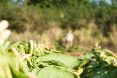 Küba 'da tütün tarlalarında çiftçiler