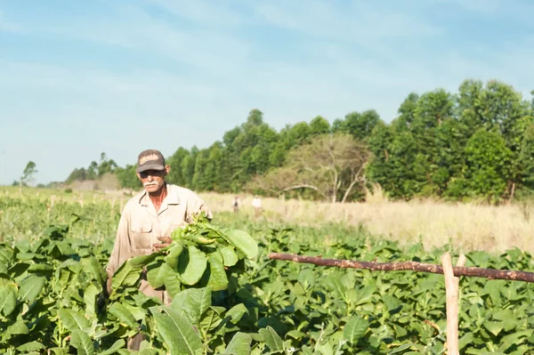 Farmers Tobacco Fields Cuba — Stock Photo, Image