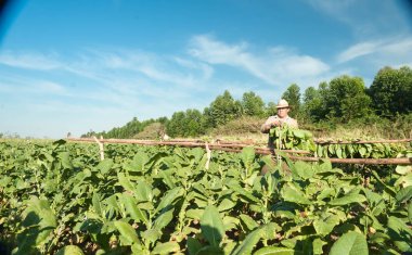 Küba, Vinales tütün tarlalarında çiftçiler