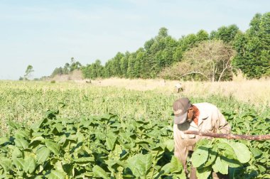Küba, Vinales tütün tarlalarında çiftçiler