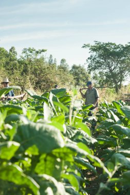 Küba, Vinales tütün tarlalarında çiftçiler