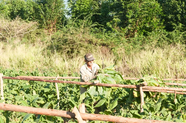 Αγρότες Χωράφια Καπνού Στην Κούβα Vinales — Φωτογραφία Αρχείου