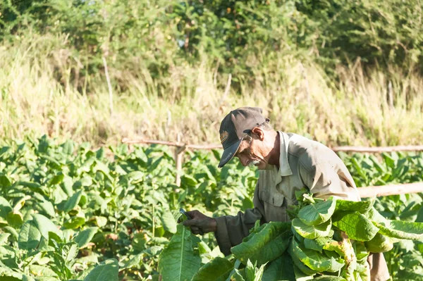 Agricultores Campos Tabaco Cuba — Fotografia de Stock