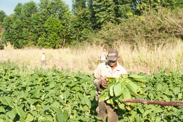 Фермеры Табачных Полях Кубы — стоковое фото