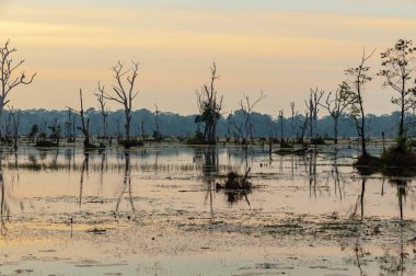 susnet asya bataklık