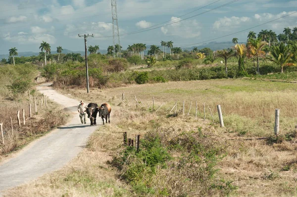 Sheperd Krowami Kubańskiej Wsi — Zdjęcie stockowe