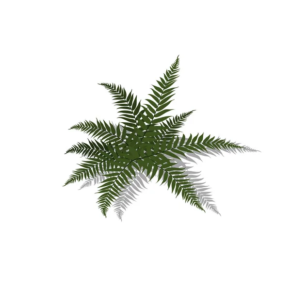 Planta em estilo isométrico. Samambaia tropical dos desenhos animados sobre fundo branco. Imagem isolada de arbusto de selvas — Vetor de Stock