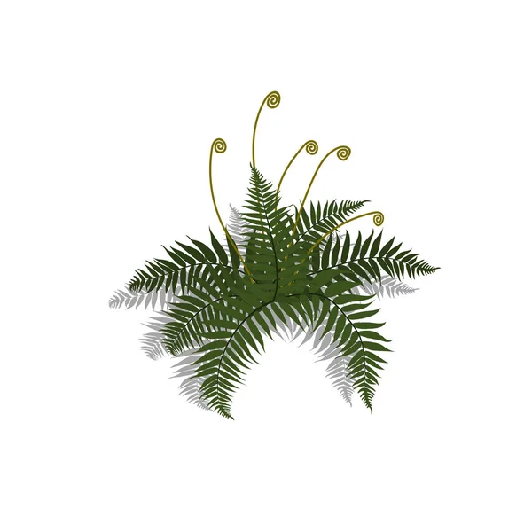 Растение в изометрическом стиле. Карикатура тропический папоротник на белом фоне. Изолированное изображение куста джунглей — стоковый вектор