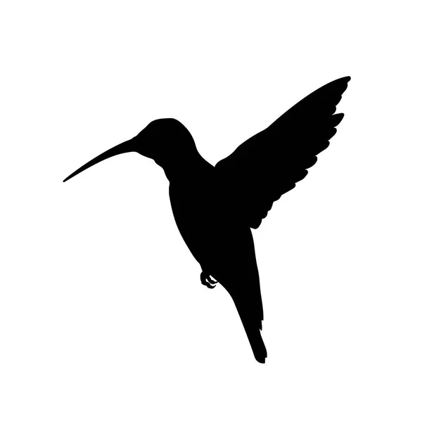 Silhouette noire de colibri. Image isolée de colibri sur fond blanc. Animal d'Amérique du Nord — Image vectorielle