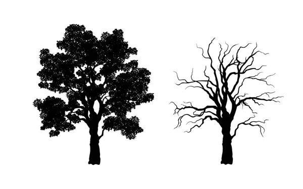 Sílhueta negra de árvore. Planta florestal. Imagem isolada de ramificações — Vetor de Stock