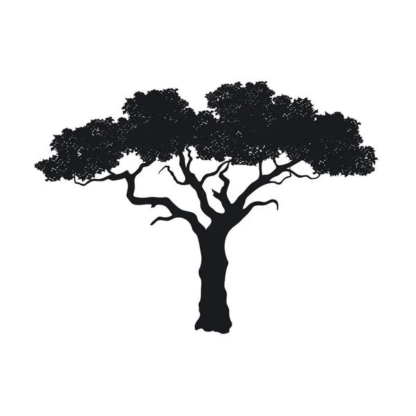 Silhouette nera di albero africano su sfondo bianco. Immagine isolata della natura della savana. Paesaggio forestale dell'Africa. Icona in acacia — Vettoriale Stock