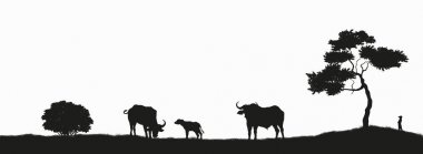 Beyaz arka planda Afrika bufalosu siyah siluet. Boğa ailesi ile izole sahne. Vahşi Afrika hayvanları ile manzara. Savana vahşi yaşam sahnesi. Afrika seyahat afişi