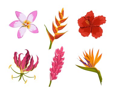 İzole tropikal çiçekler. Yağmur ormanları doğası. Renkli elementler tasarla. Egzotik tomurcuk. Çizgi film tarzında çiçek bitkileri. Orman bitkisi