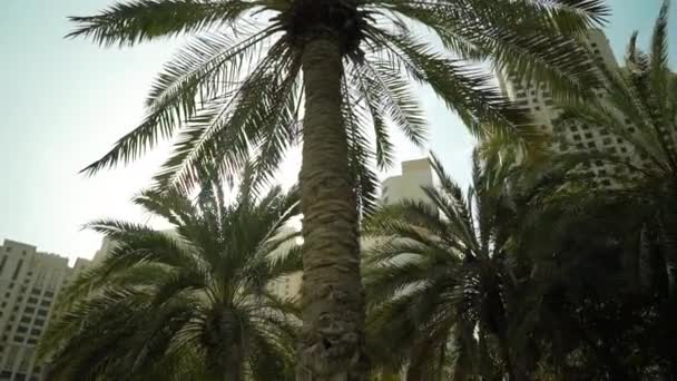 The palm tree and the sun — Stock Video