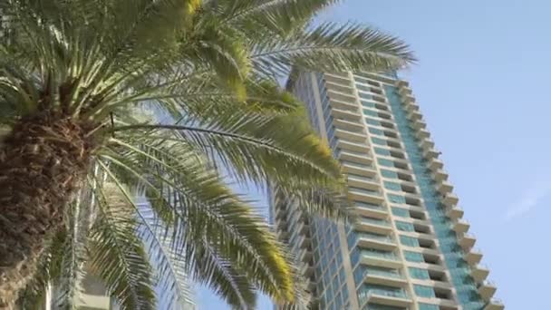 Yüksek bir binanın arka planında palmiye ağacı — Stok video
