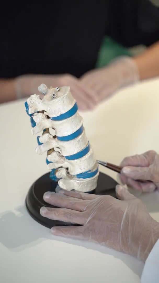 Modelo de columna vertebral en consultorio médico — Vídeo de stock