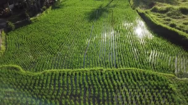 Junge Reisfelder in Bali — Stockvideo