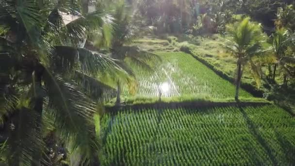 Pola palmowe i ryżowe — Wideo stockowe