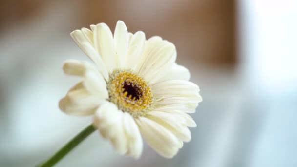 Zbliżenie świeżego kwiatu na stole — Wideo stockowe