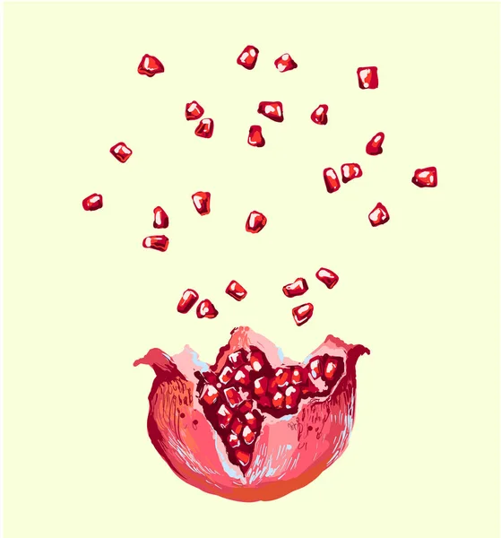 Granátové jablko semena úvodní exploze, ilustrace vektorové otevřela granátové jablko — Stockový vektor