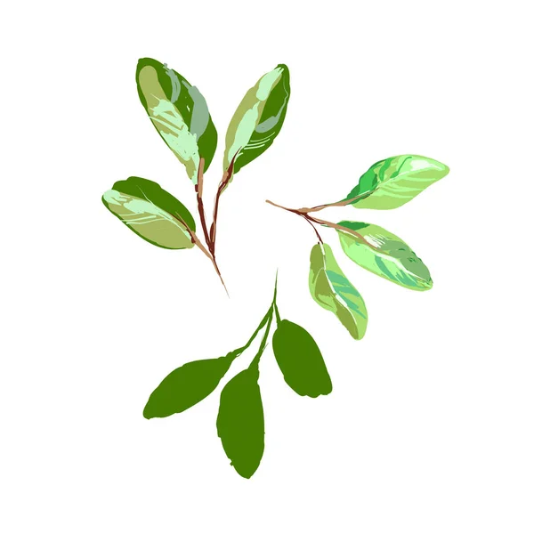 Skizzenstil realistische grüne junge Blätter isoliert auf weißem Vektor Illustration — Stockvektor