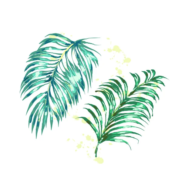 Wektor zestaw różnych zielony Tropikalne Palma liści na białym tle — Wektor stockowy