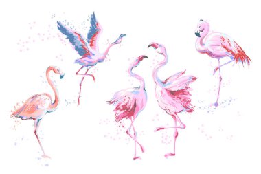 5 vektör suluboya taklit stil yarım yamalak flamingolar beyaz izole kümesi. Pembe flamingo vektör çizim