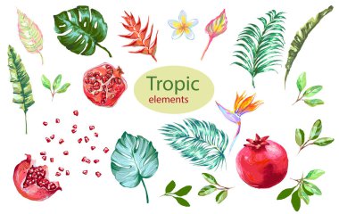 Egzotik çiçek ve yaprakları ile tropikal toplama. Vektör tasarım izole öğeleri beyaz arka plan üzerinde.