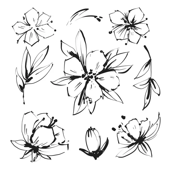 Desenho Floral Botany Collection. Desenhos de flores de magnólia. Preto e branco com arte de linha em fundos brancos. Ilustrações botânicas desenhadas à mão.Vetor. —  Vetores de Stock