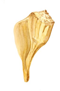 Su rengi beyaz arka planda boyalı deniz kabuğu