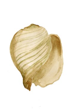 Su rengi beyaz arka planda boyalı deniz kabuğu