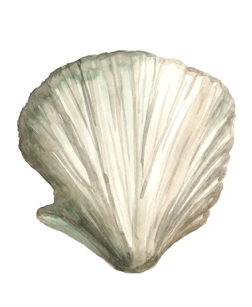 Aquarell bemalt graue Muschel auf weißem Hintergrund — Stockfoto
