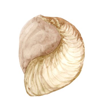 Su rengi beyaz arka planda boyalı deniz kabuğu