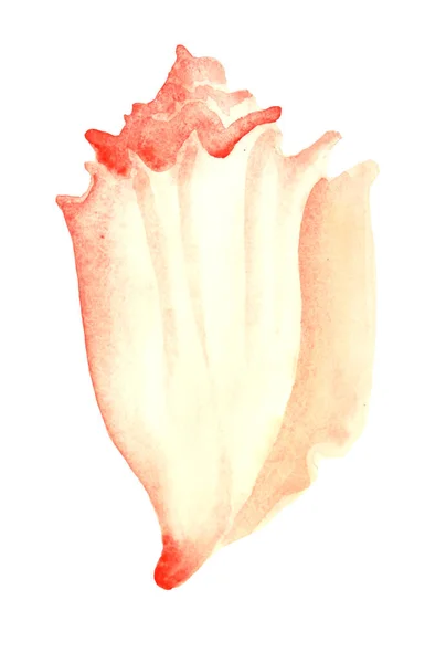 Beyaz arkaplanda pembe deniz kabuğu boyası — Stok fotoğraf