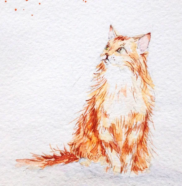 Beyaz arka planda kırmızı renkli kırmızı kedi — Stok fotoğraf