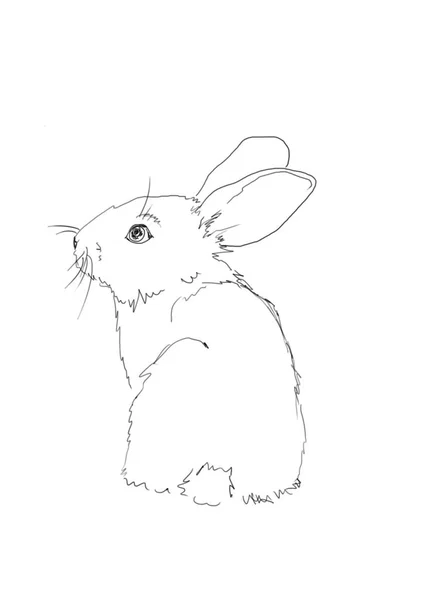 Dessin à la main art de la ligne de petit lapin de Pâques — Photo