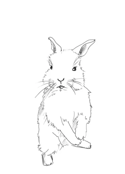 Küçük Paskalya tavşanı el çizimi sanatı — Stok fotoğraf