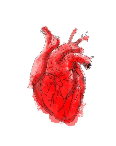 Línea de dibujo digital arte del corazón humano — Foto de Stock