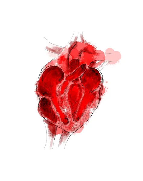 Цифровая линия рисования человеческого сердца — стоковое фото