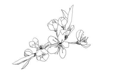 El çizimi sanat dalı üzerinde bahar çiçekleri