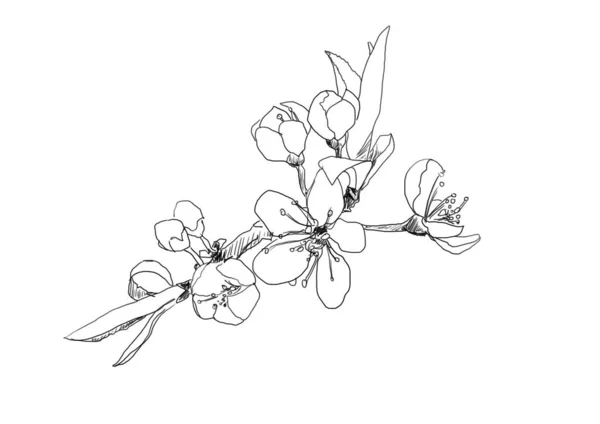 Hand drawing line art of spring flowers on branch — Stock Photo, Image