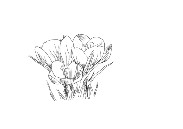 Dessin à la main ligne art de printemps Crocus fleurs — Photo