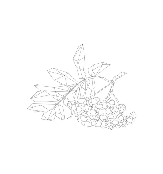Simple ligne vecteur polygone art des baies de Rowan — Image vectorielle