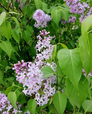 Büyük çarşaflı küçük mor bahçe çiçeği. leylak