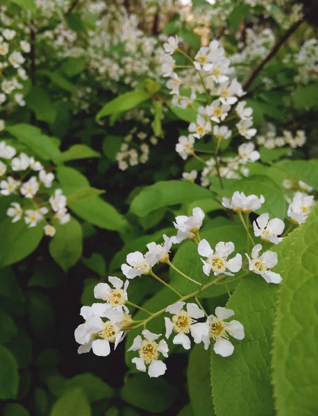 Pequena flor de jardim branco com lençóis grandes. flor de cereja de pássaro — Fotografia de Stock