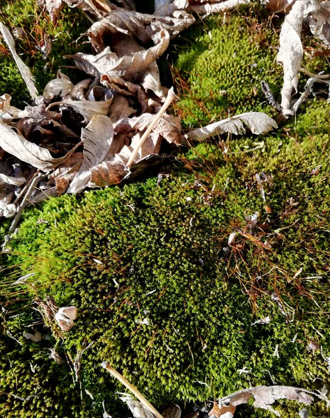 Macro photo de mousse verte sibérienne avec vieille litière de feuilles — Photo