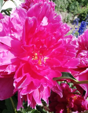 Çiçek tarlasında büyük pembe bir çiçek. şakayık