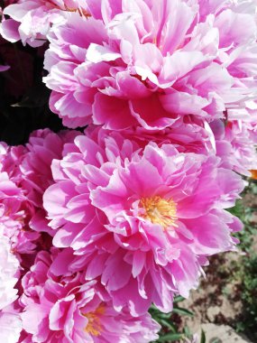 Çiçek tarlasında büyük pembe bir çiçek. şakayık