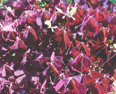 Çiçek tarhında küçük kırmızı yapraklı dekoratif bitki.